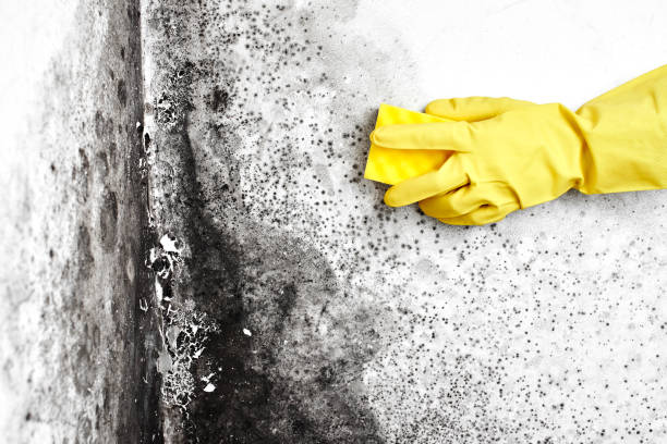 Best Post-Flood Mold Remediation in Lakewood, NY
