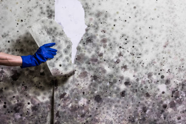 Best Attic Mold Remediation in Lakewood, NY