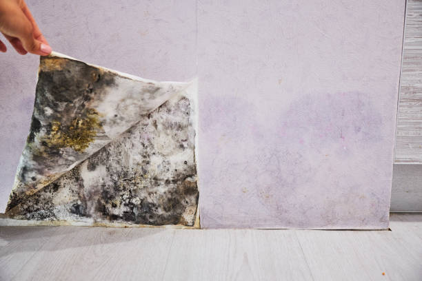 Best Residential Mold Remediation in Lakewood, NY
